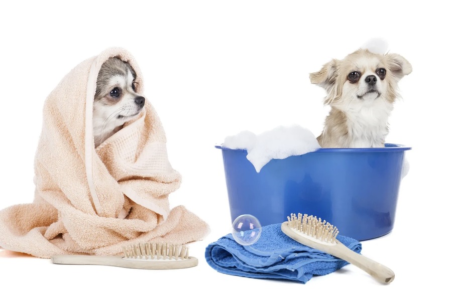 Spa Treatments for Dogs: Enhancing Health and Well-being